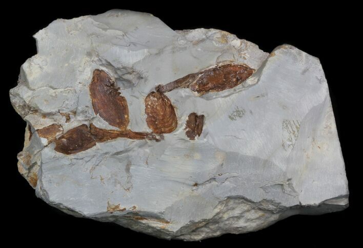 Fossil Nyssidium Seed Pods From Montana - Paleocene #35731